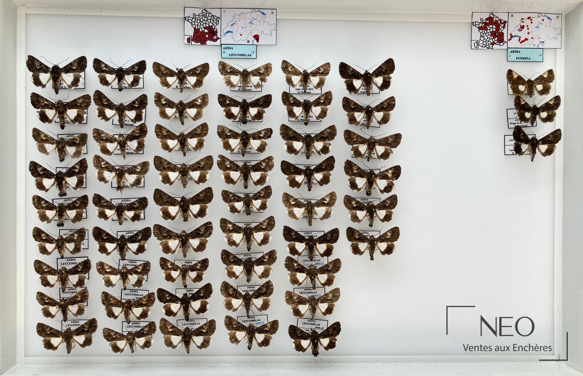 Vue d'ensemble d'une boîte entomologique remplie de papillons épinglés