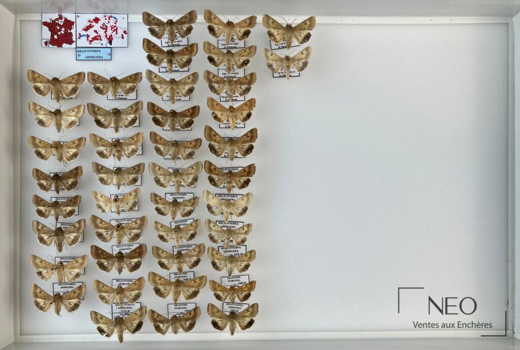 Boîte d'entomologie avec de nombreux hétérocères épinglés et étiquetés