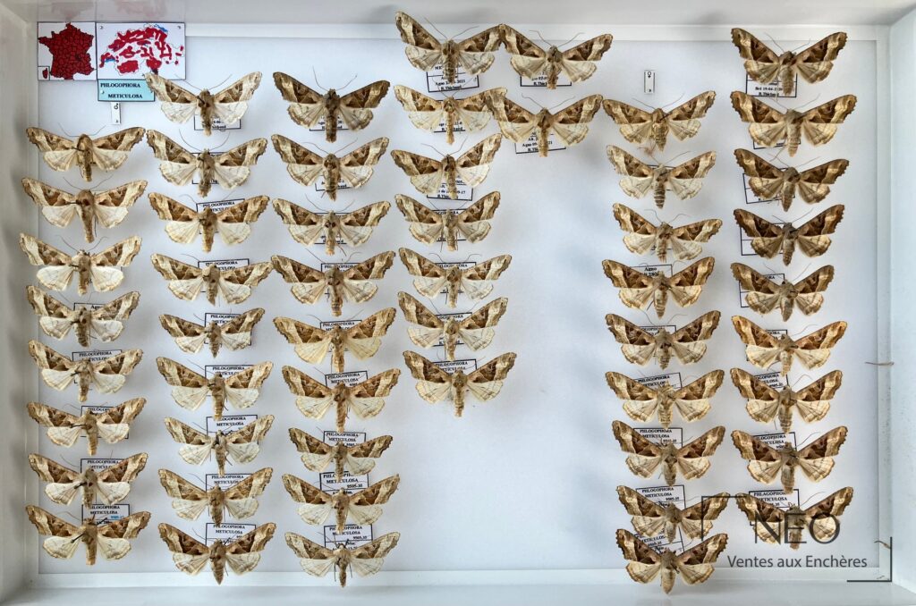 Boîte entomologique garnie de papillons nocturnes montés sur fond clair