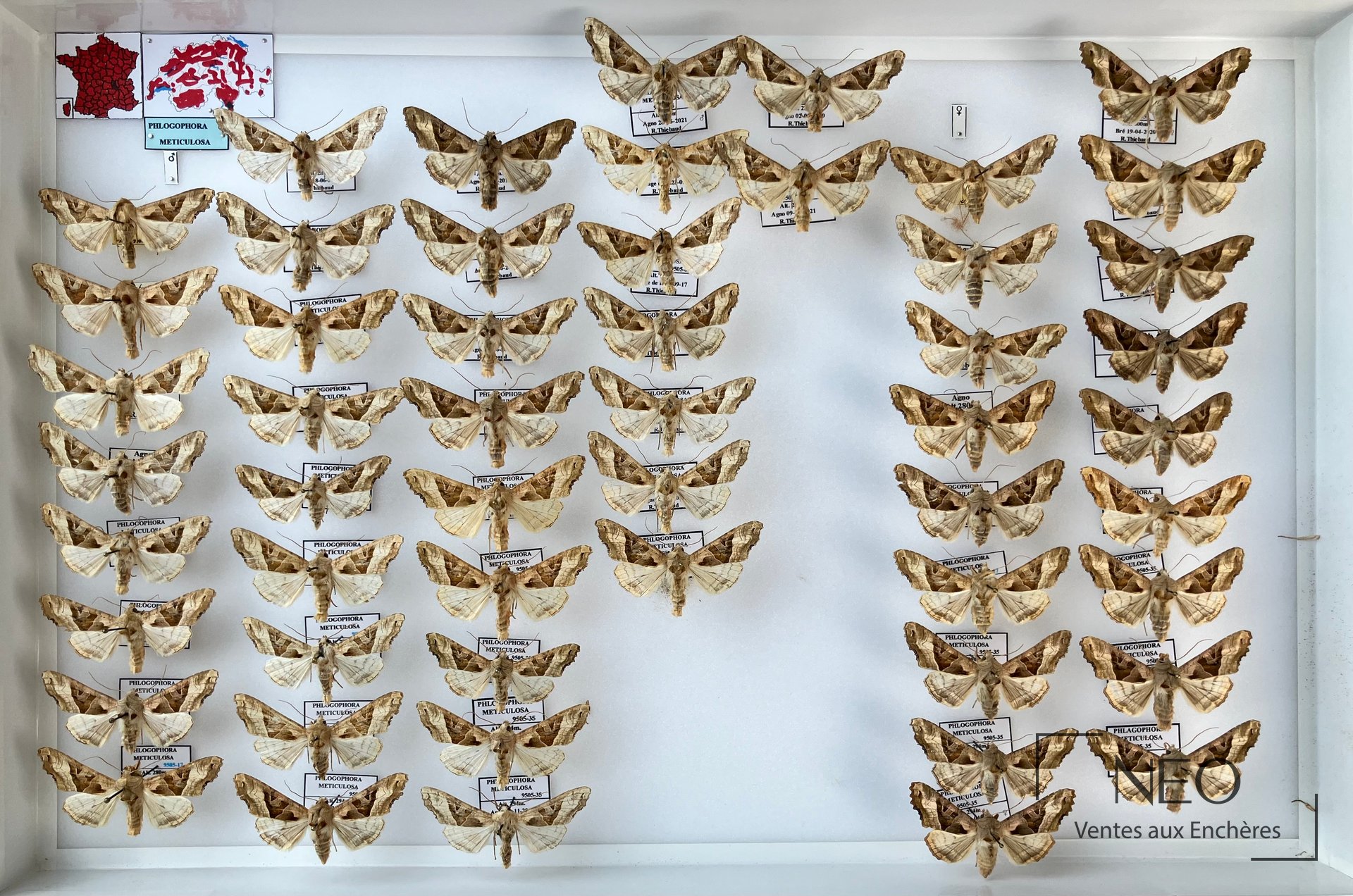 Boîte entomologique garnie de papillons nocturnes montés sur fond clair