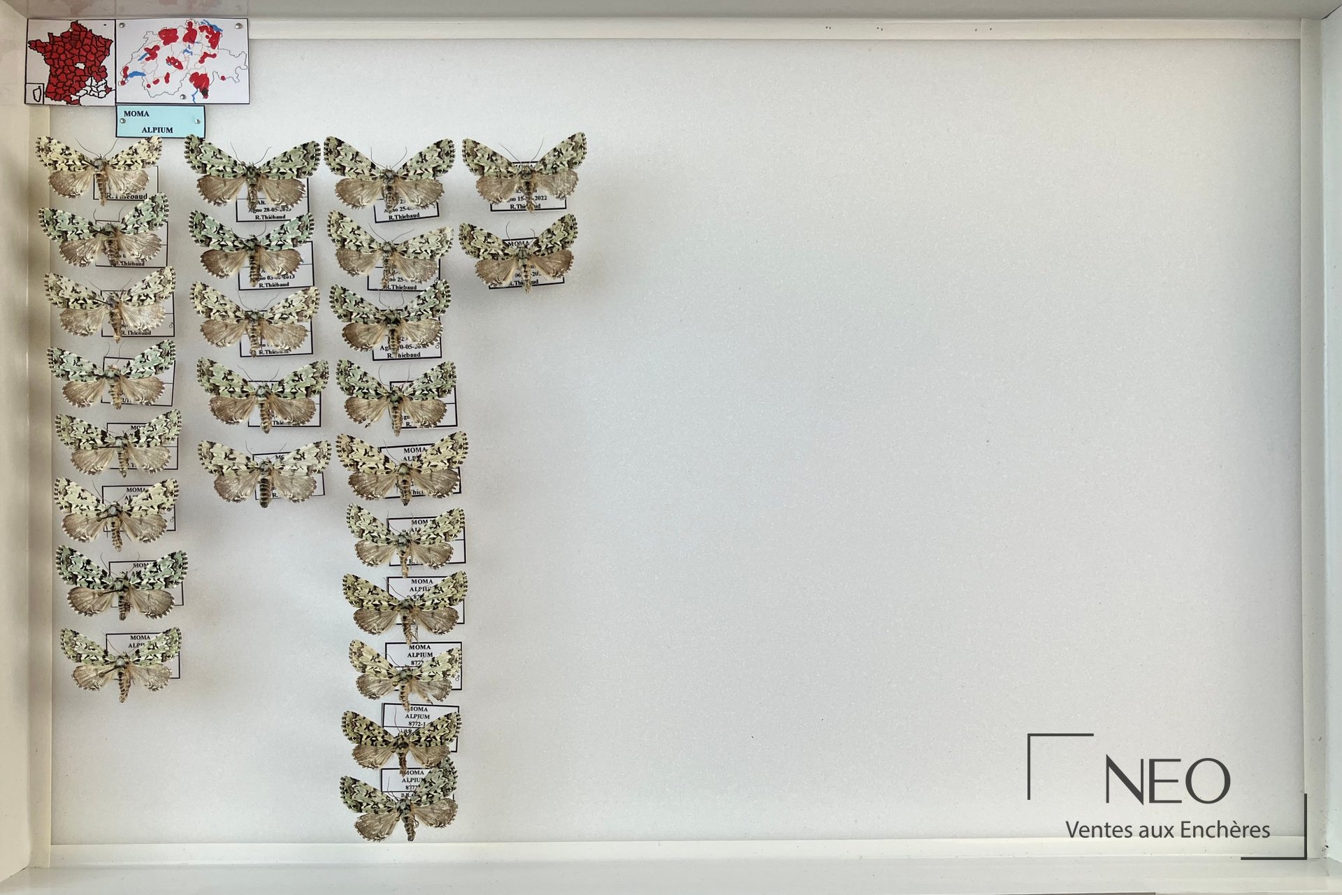 Boîte entomologique montrant plusieurs hétérocères épinglés et étiquetés