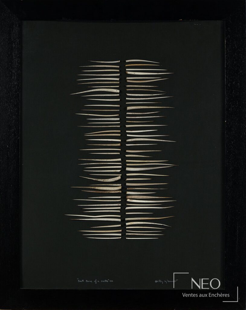 Collage de cactus sur papier noir sous cadre noir