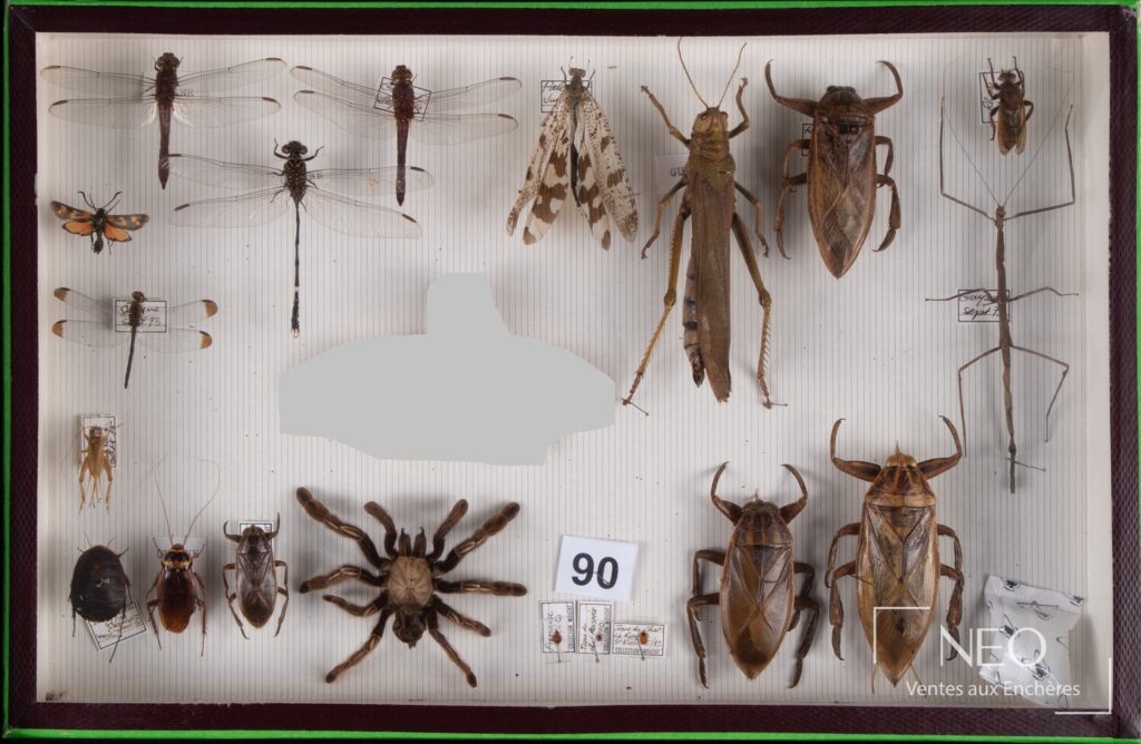 Boite naturaliste présentant divers insectes et arthropodes montés sur fond clair