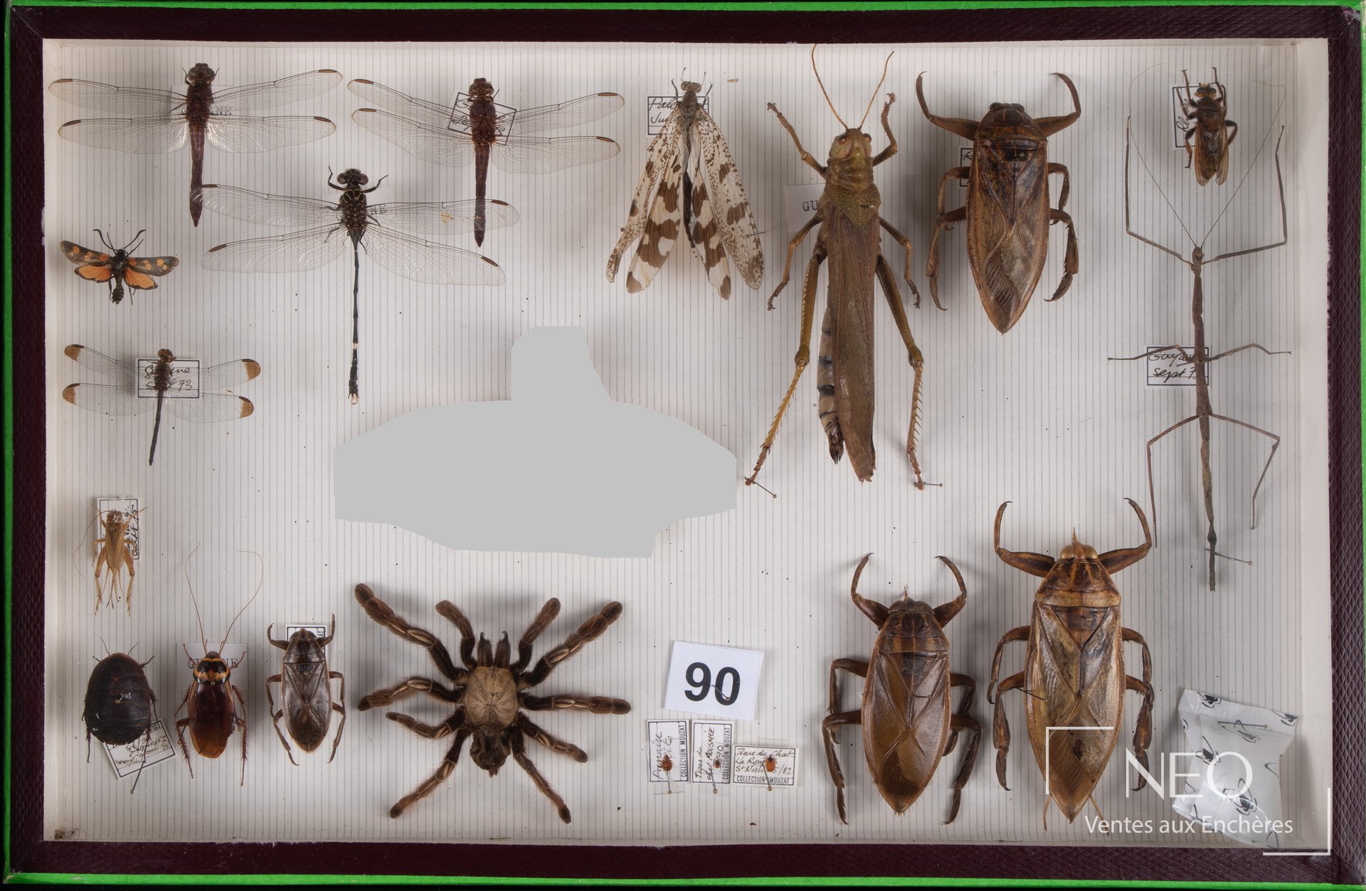 Boite naturaliste présentant divers insectes et arthropodes montés sur fond clair
