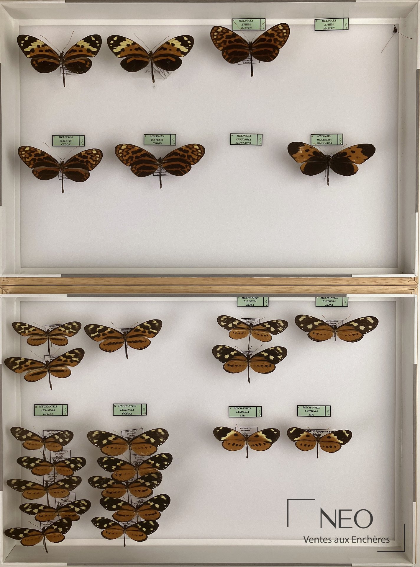 Ensemble de papillons naturalisés présenté dans une boite vitrée sur fond blanc.
