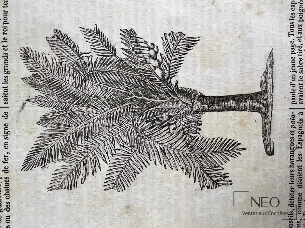 Illustration en noir d'un palmier dans une page du Journal des enfants