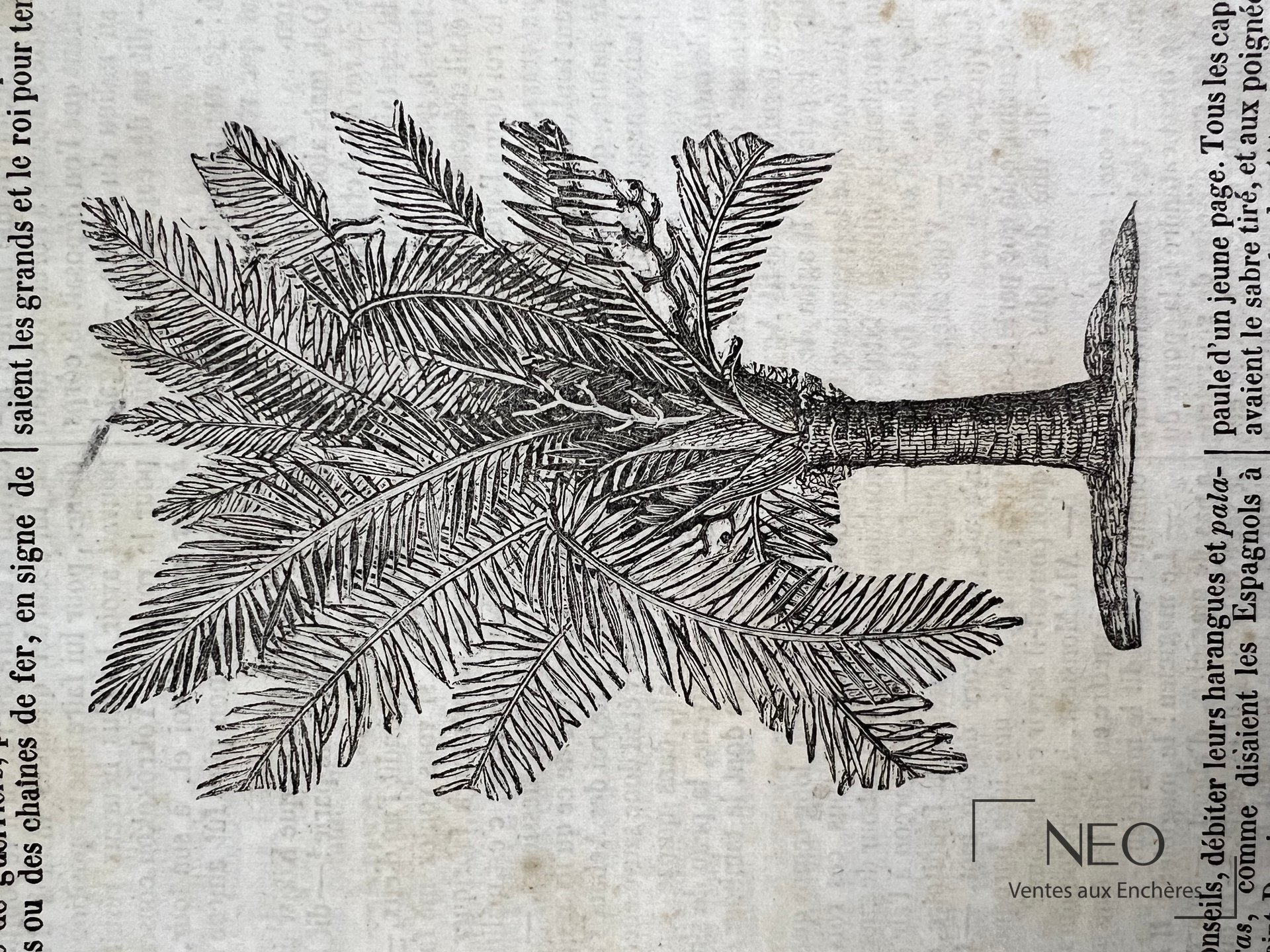 Illustration en noir d'un palmier dans une page du Journal des enfants