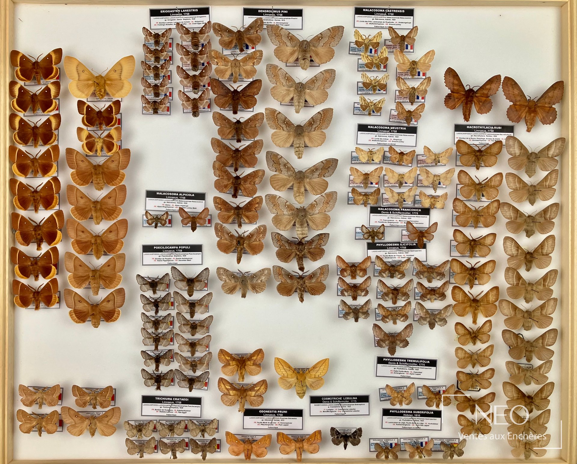 Trois cadres entomologiques remplis de papillons et de papillons de nuit