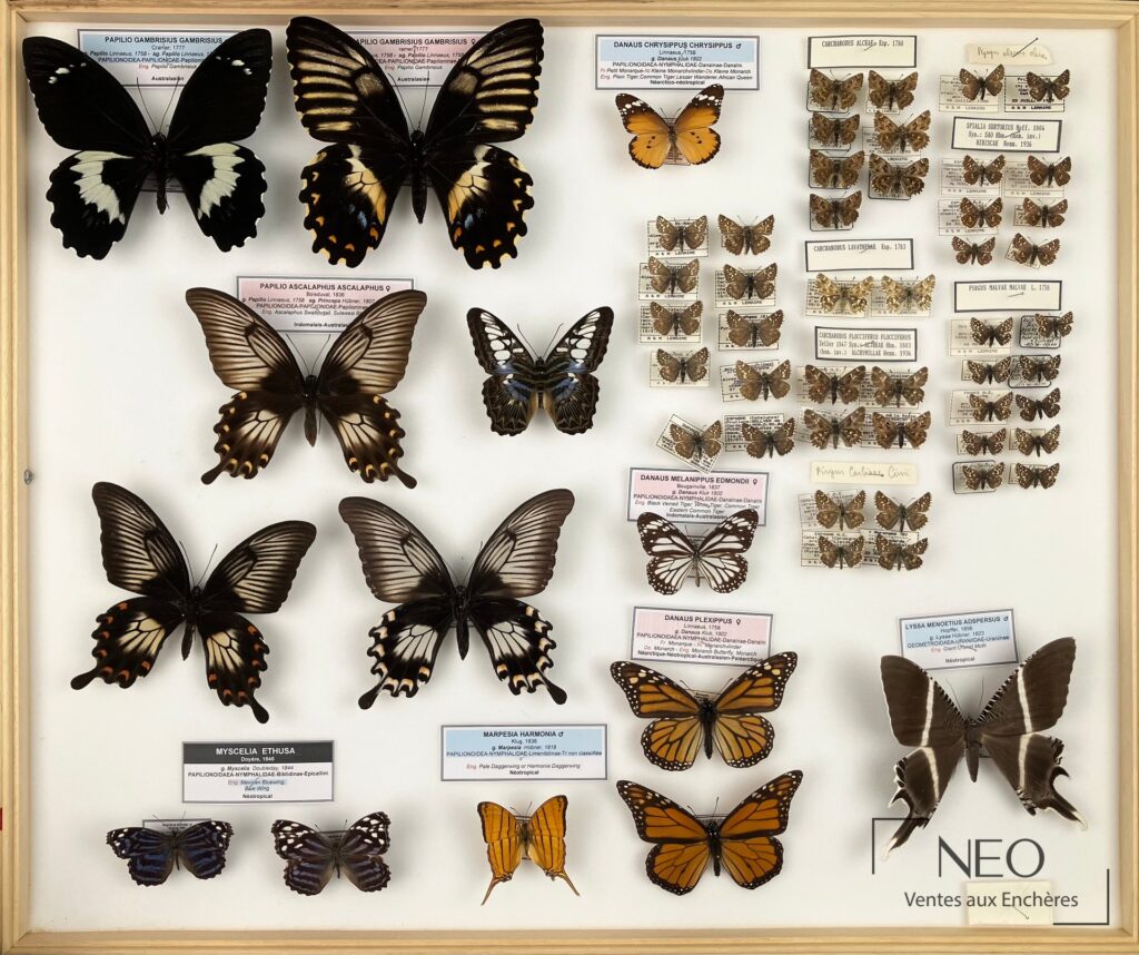 Trois boîtes de lépidoptères exotiques sous verre