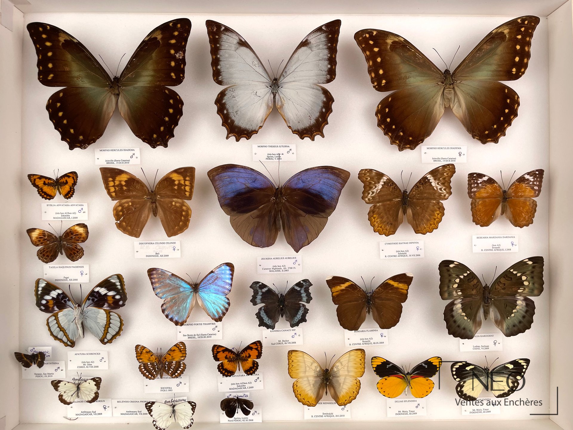 Boîte de lépidoptères exotiques divers avec grands morphos et espèces montées sur fond clair