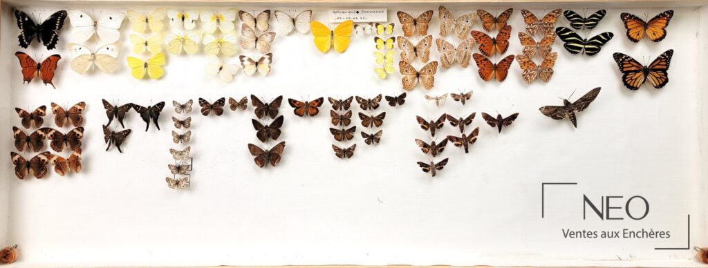 Ensemble de papillons exotiques disposés dans une grande boîte