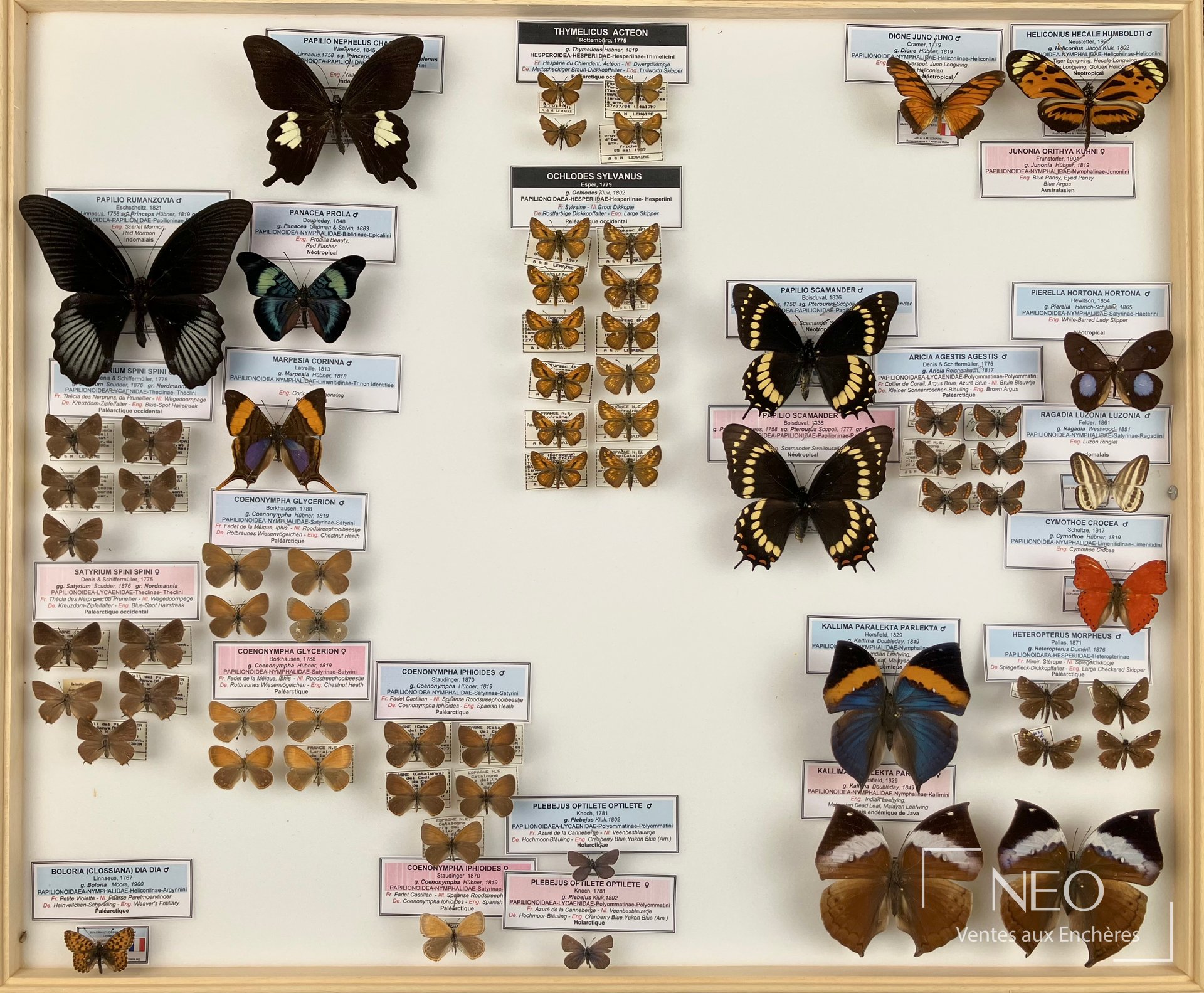 Boîte de lépidoptères exotiques avec plusieurs papillons montés et étiquetés