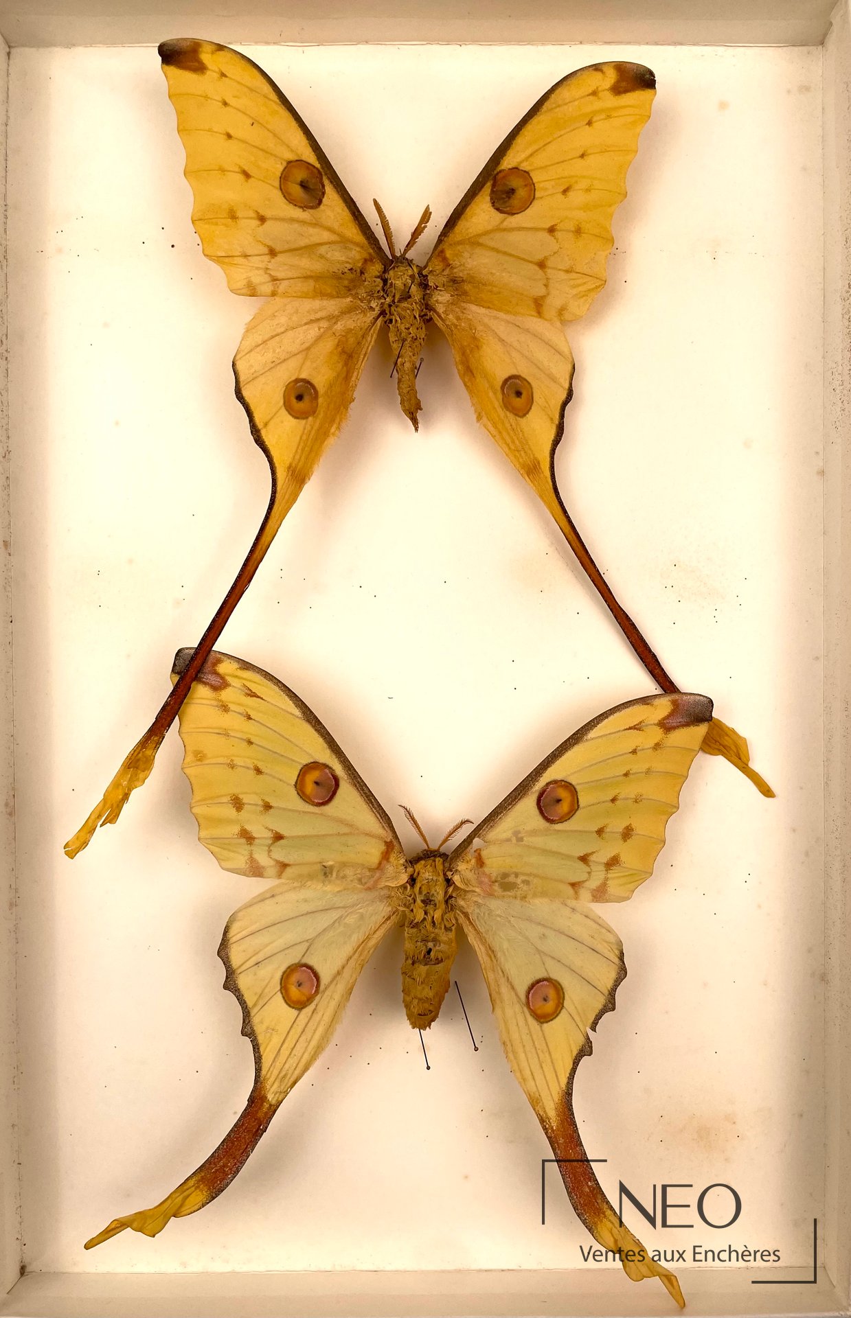 Deux grands papillons de nuit naturalisés à longues ailes