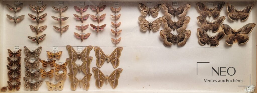 Ensemble de papillons épinglés dans une boîte entomologique