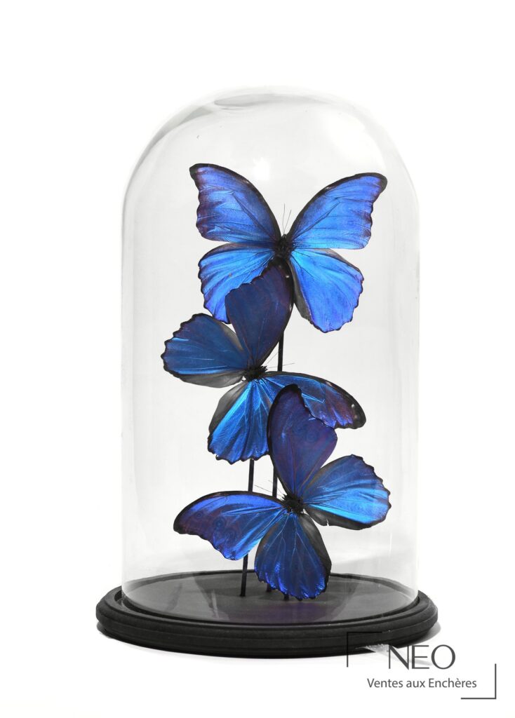 Trois papillons bleus sous globe en verre sur base noire