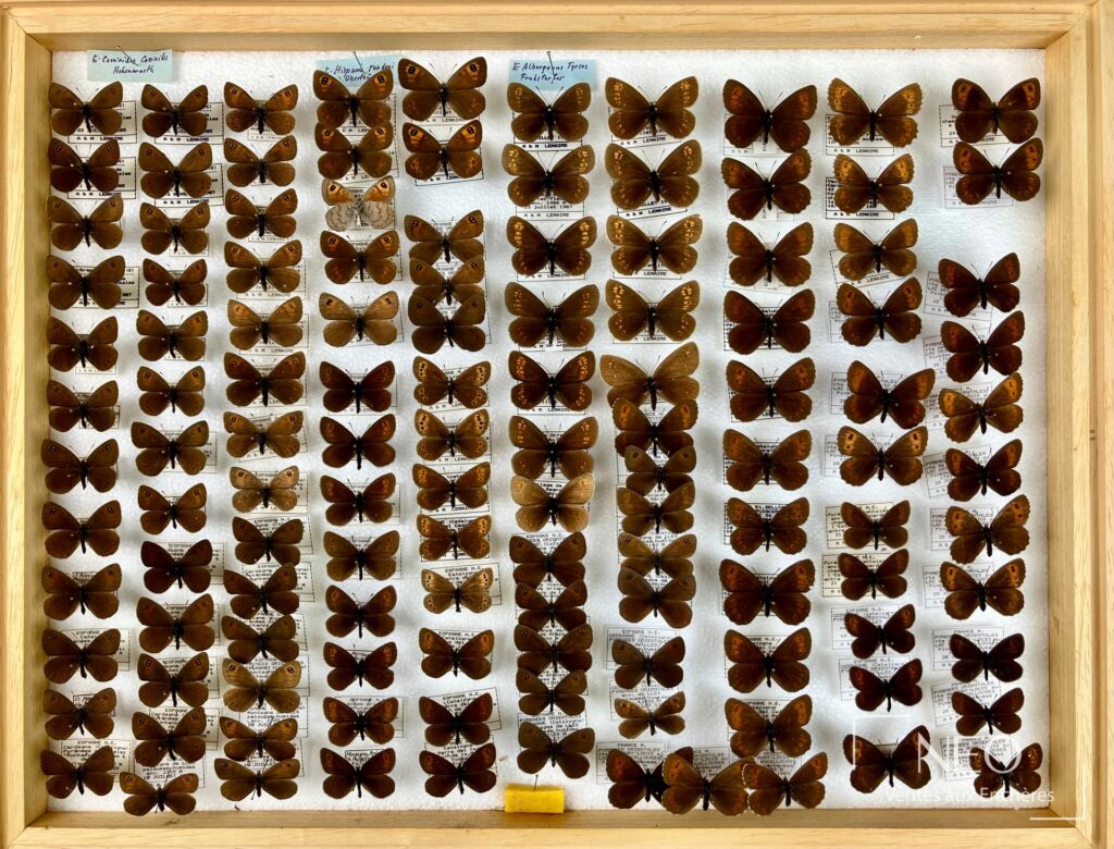 Grande boîte entomologique remplie de lépidoptères bruns disposés en rangs