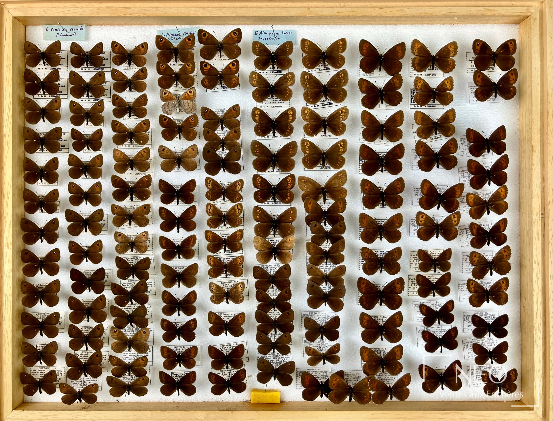 Grande boîte entomologique remplie de lépidoptères bruns disposés en rangs