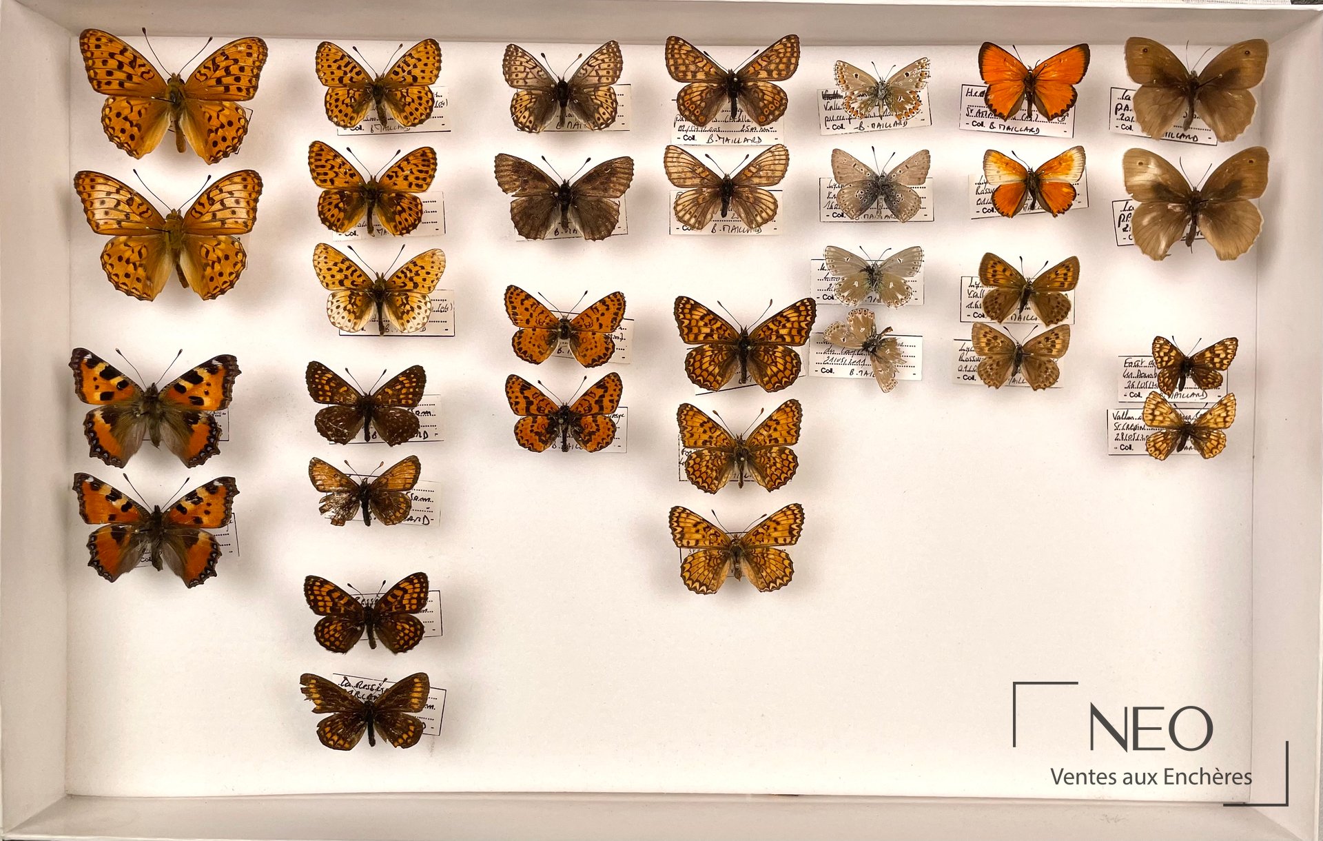 Boîte de lépidoptères Rhopalocères tératologiques, 32 exemplaires