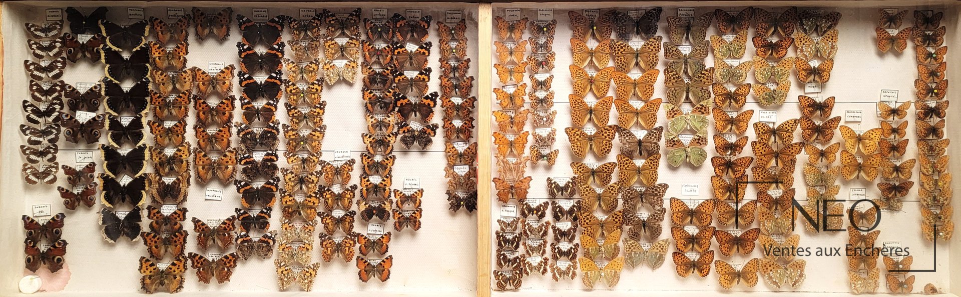 Deux grandes boîtes d’insectes épinglés