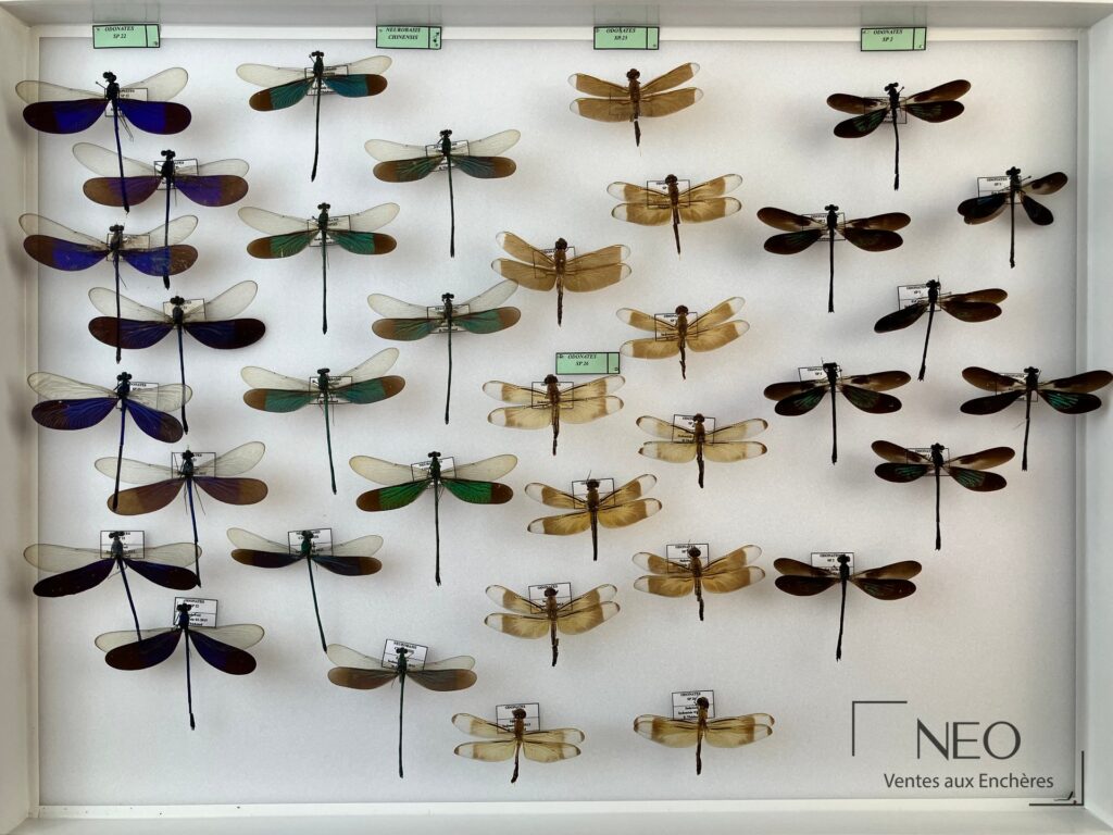 Boîte entomologique présentant plusieurs libellules épinglées sur fond blanc