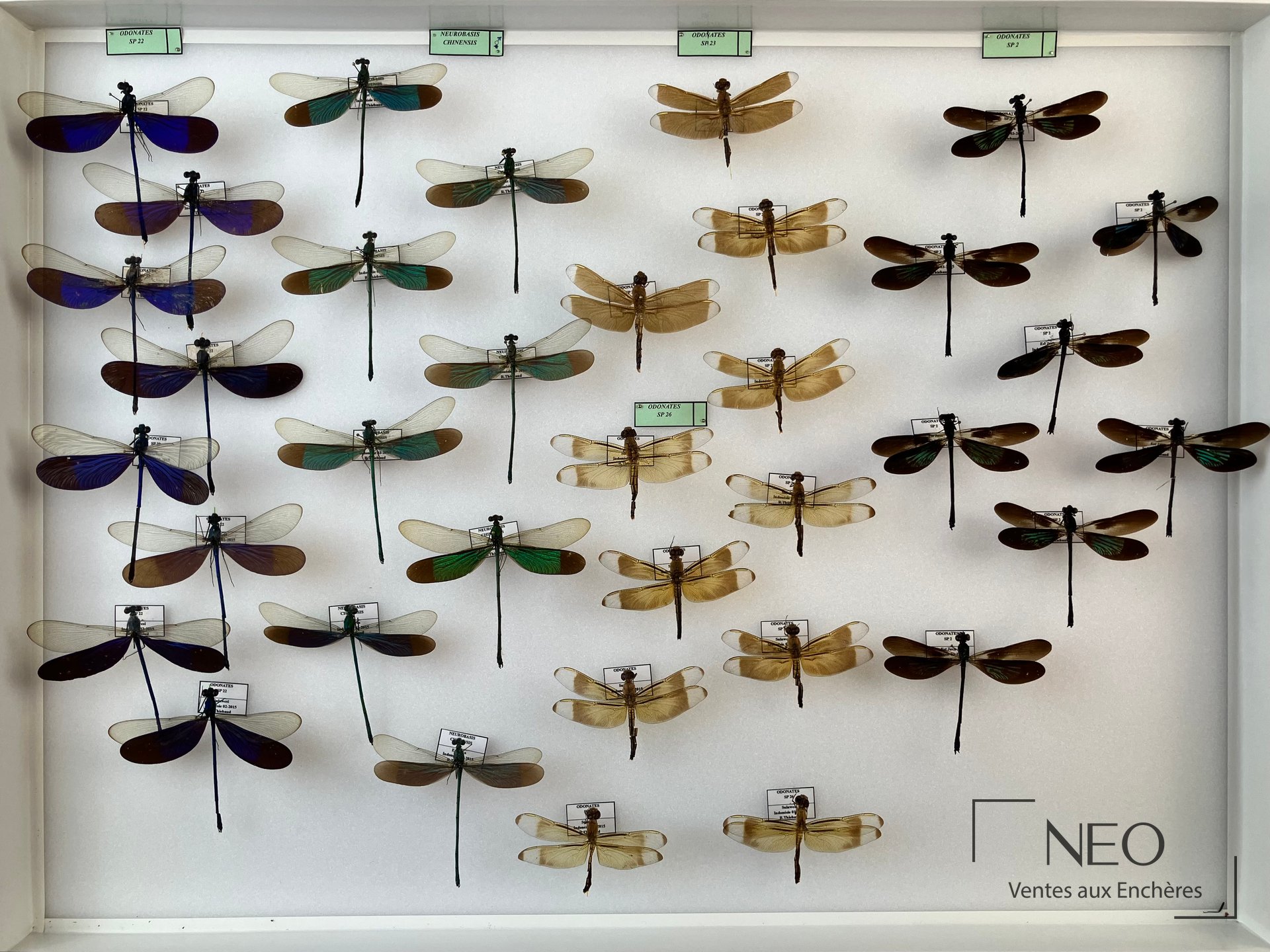 Libellulidae exotiques d’Indonésie, boîte entomologique
