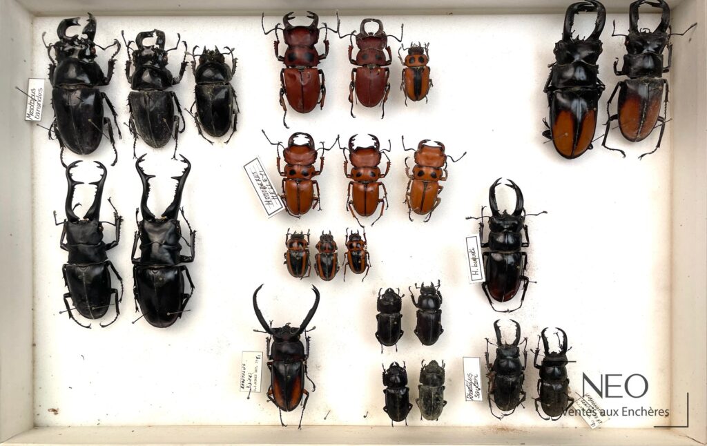 Ensemble de lucanidae présentés dans une boîte entomologique blanche