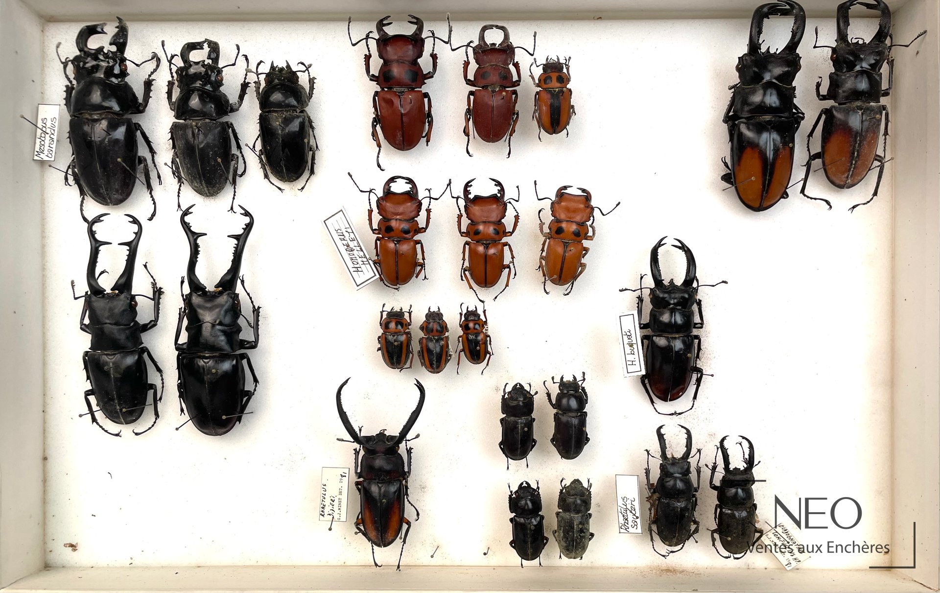 Ensemble de Lucanidae africains et asiatiques, spécimens anciens