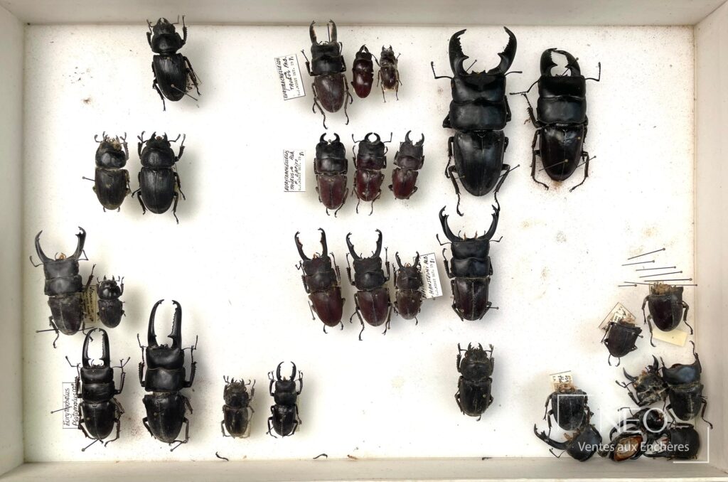 Boîte entomologique de Lucanidae asiatiques présentés en série avec étiquettes manuscrites