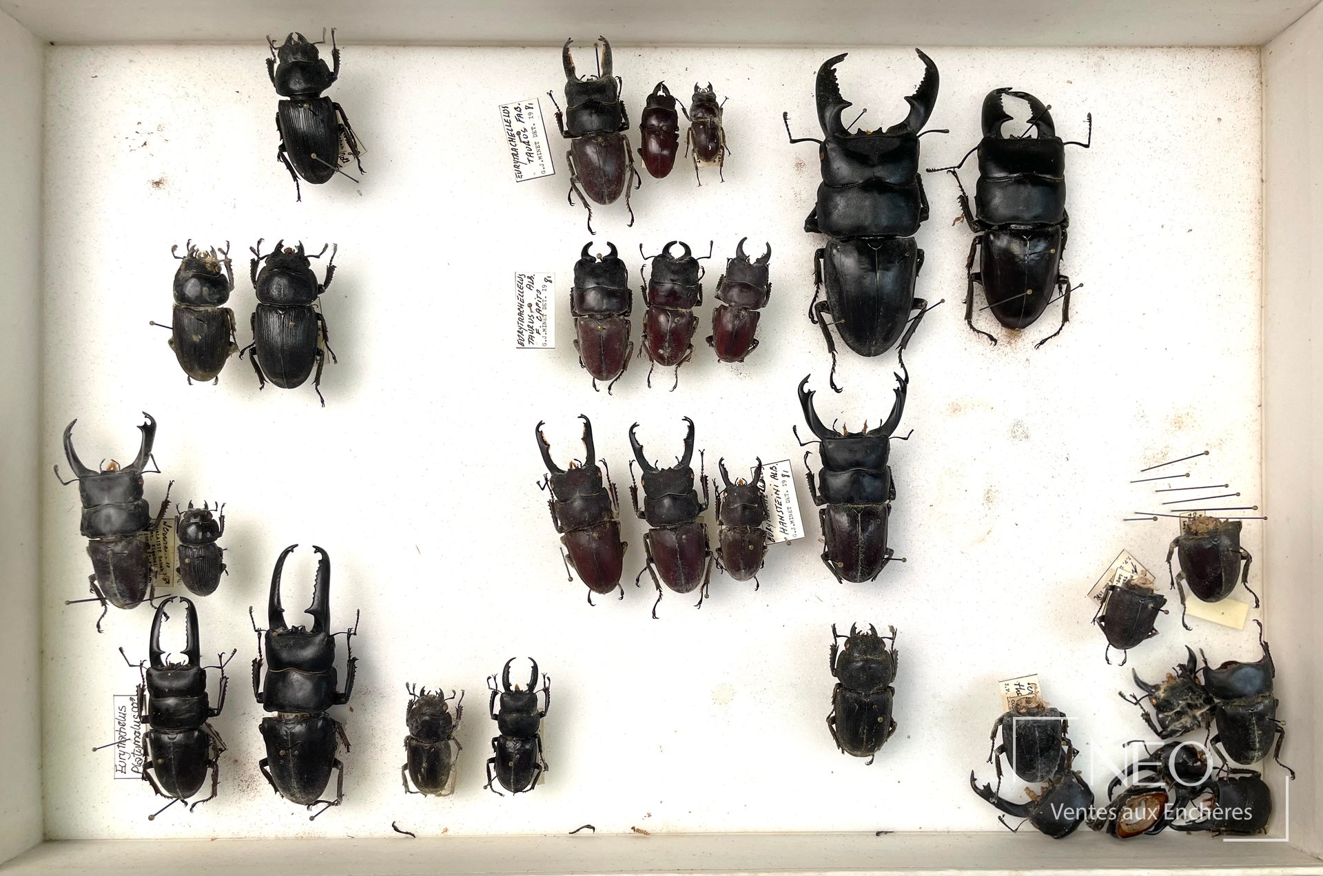 Lucanidae asiatiques, ensemble de spécimens anciens en boîtes