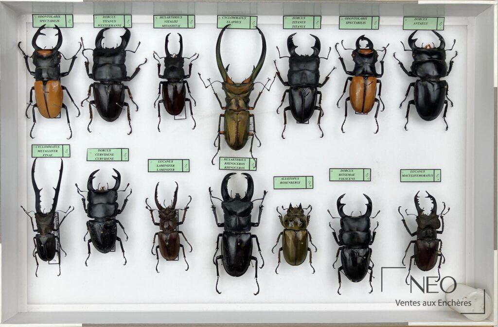 Boîte d’insectes naturalisés montrant plusieurs Lucanidae asiatiques disposés sous verre.