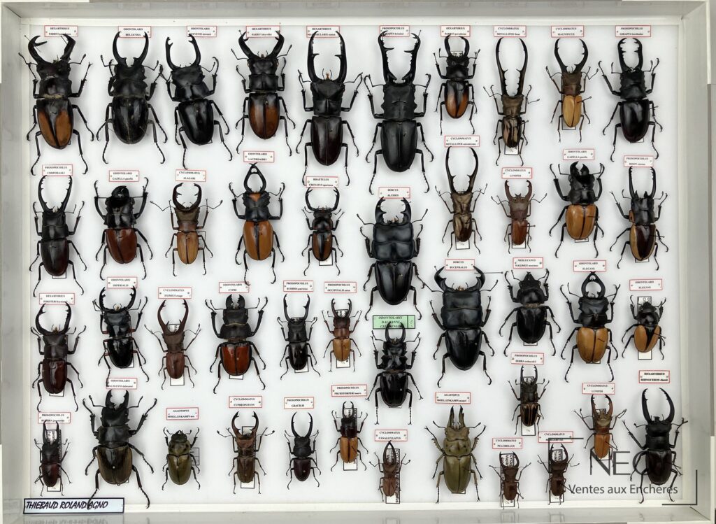 Boîte entomologique de lucanidés asiatiques en vue d'ensemble
