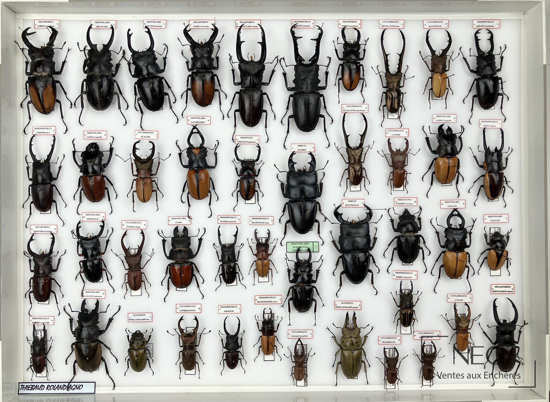 Boîte entomologique de lucanidés asiatiques en vue d'ensemble