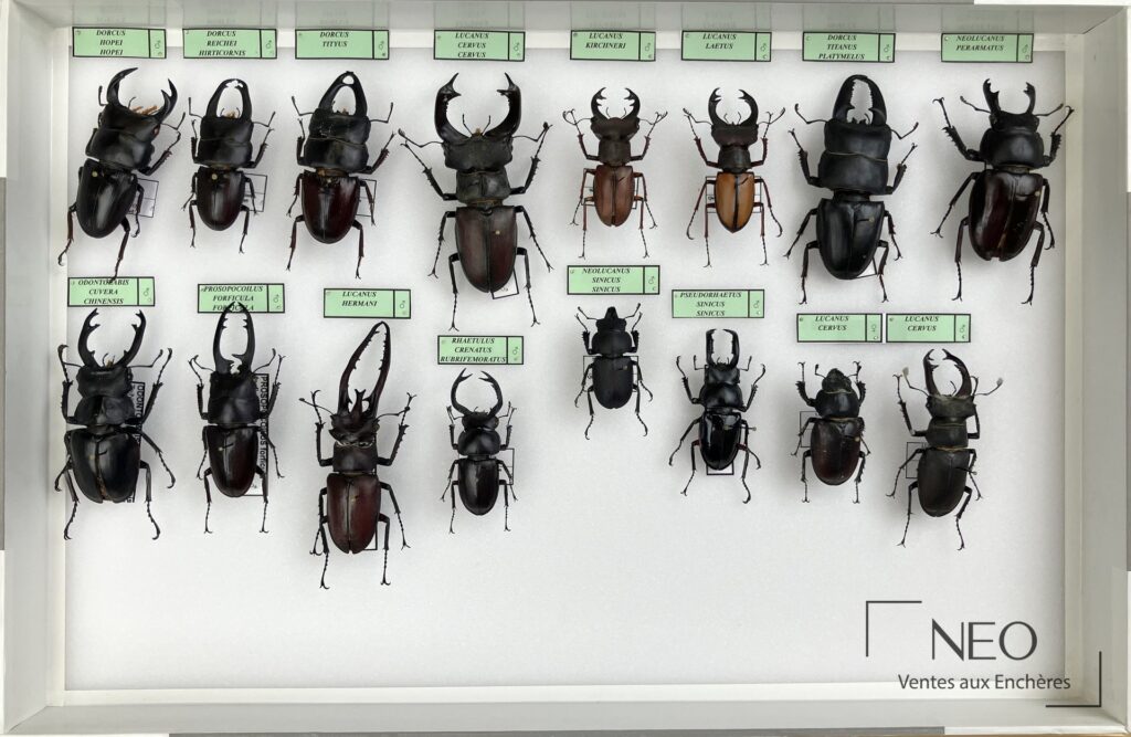 Trois boîtes de Lucanidae divers avec plusieurs grands coléoptères épinglés et étiquetés