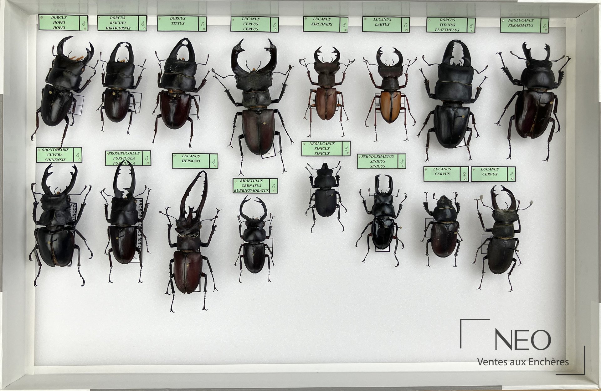 Trois boîtes de Lucanidae divers avec plusieurs grands coléoptères épinglés et étiquetés