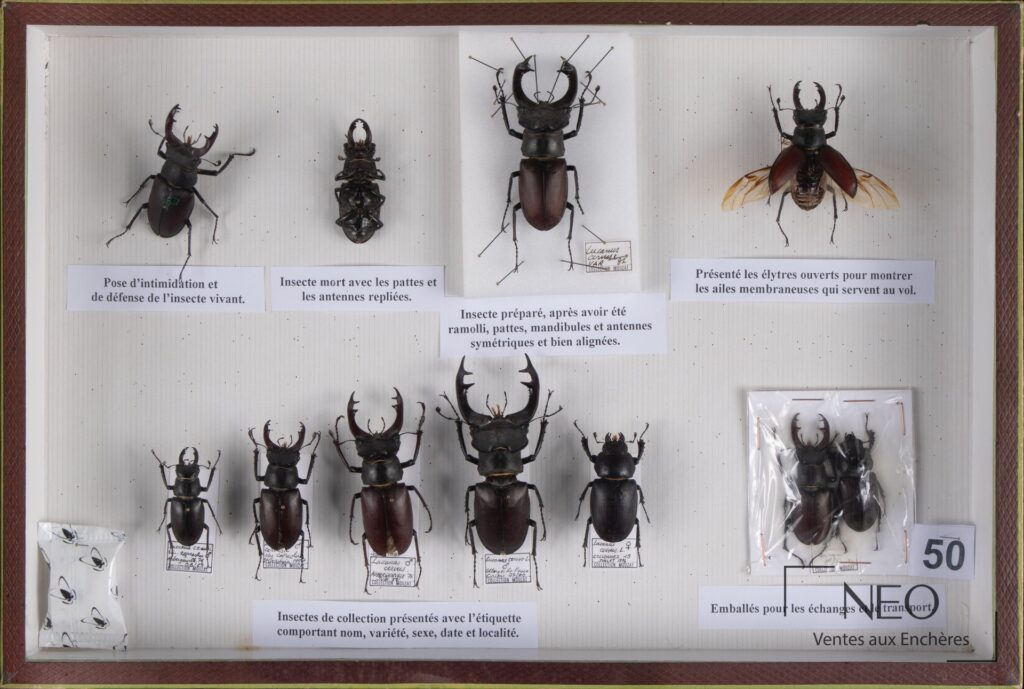 Boîte d'insectes montrant plusieurs Lucanidae épinglés et des étiquettes descriptives.