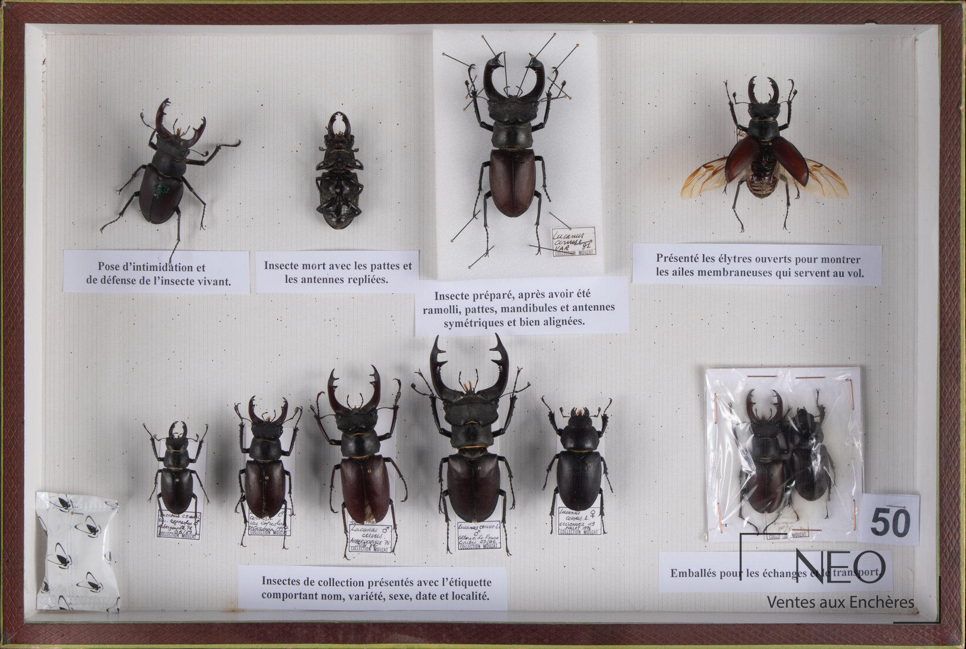 Boîte d'insectes montrant plusieurs Lucanidae épinglés et des étiquettes descriptives.