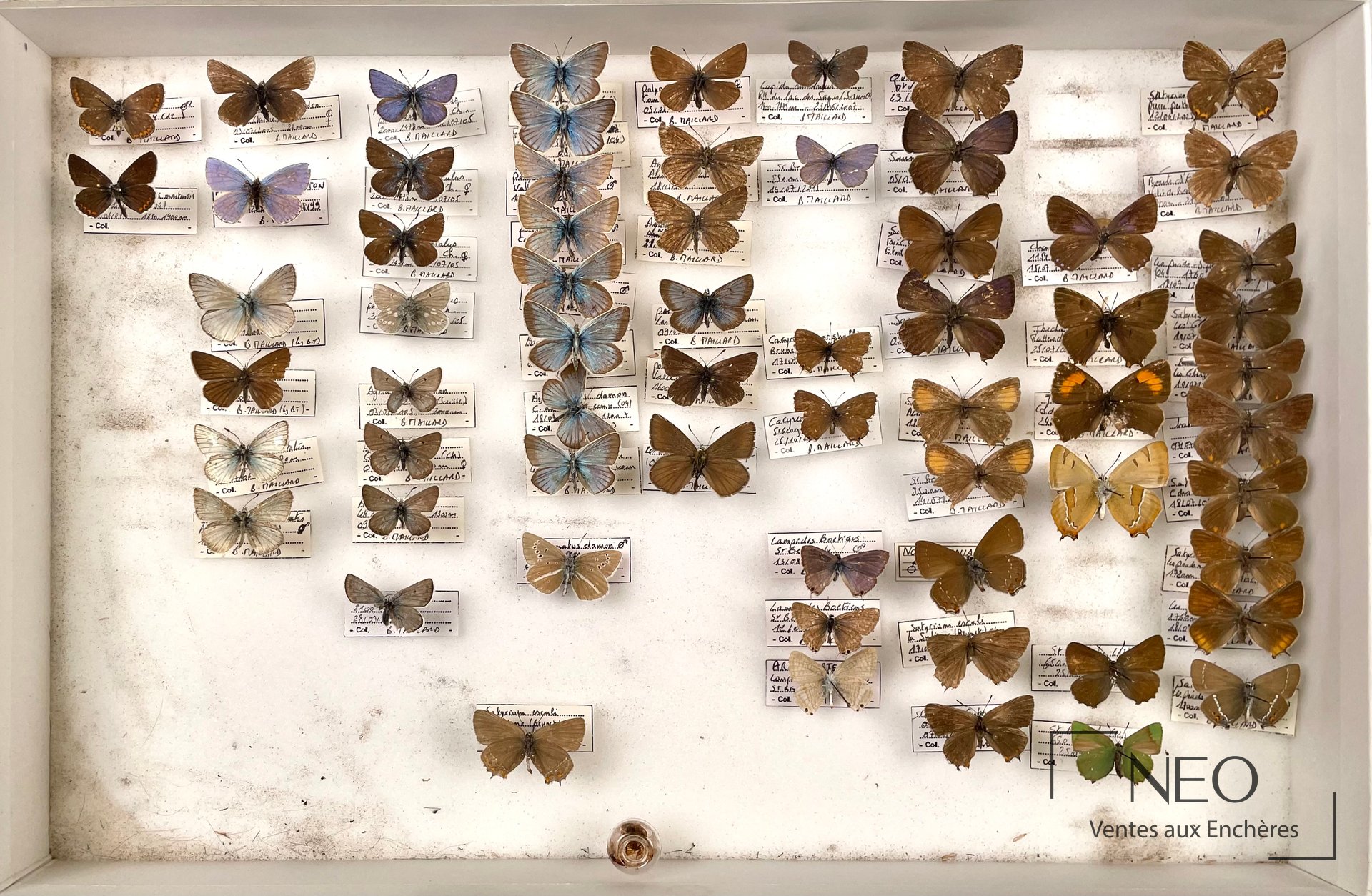 Lycaenidae de France, collection de papillons naturalisés en trois boîtes