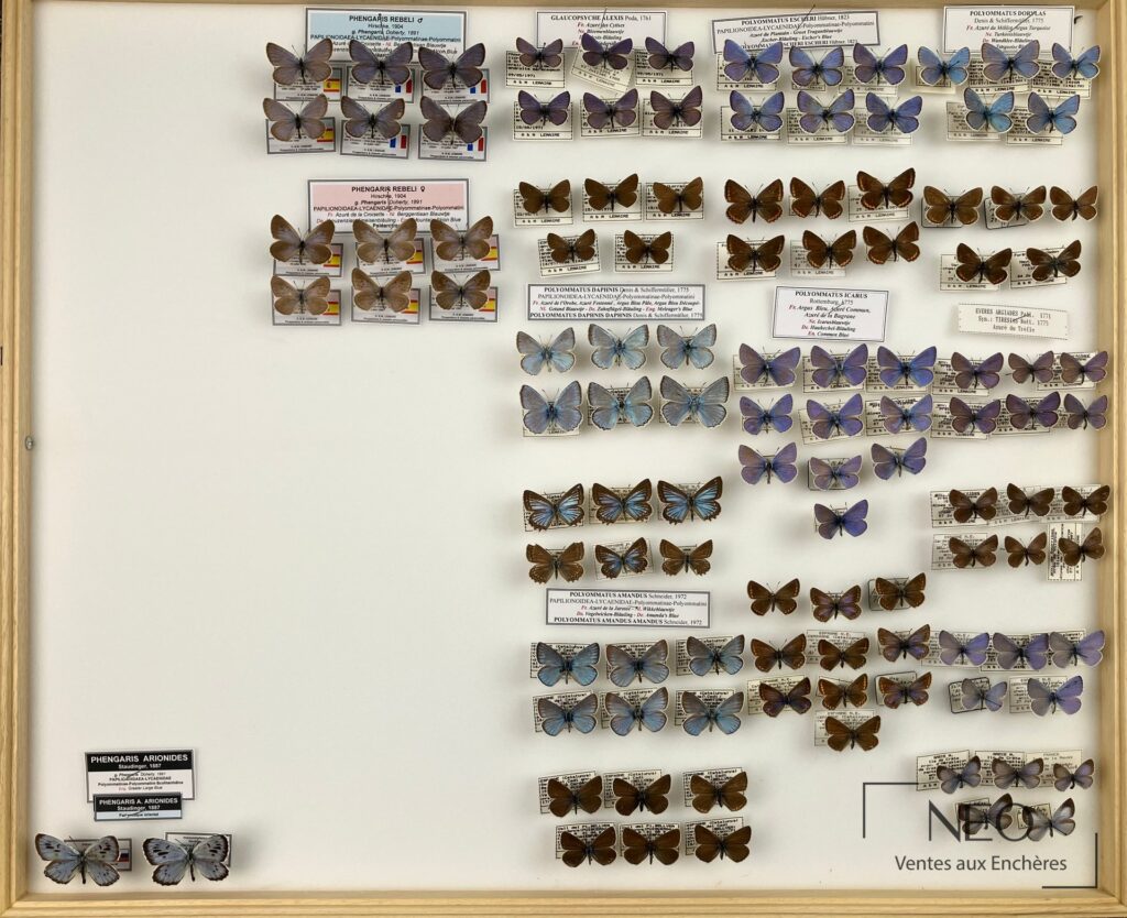 Vue d'ensemble d'une boîte entomologique avec plusieurs papillons naturalisés et étiquettes.