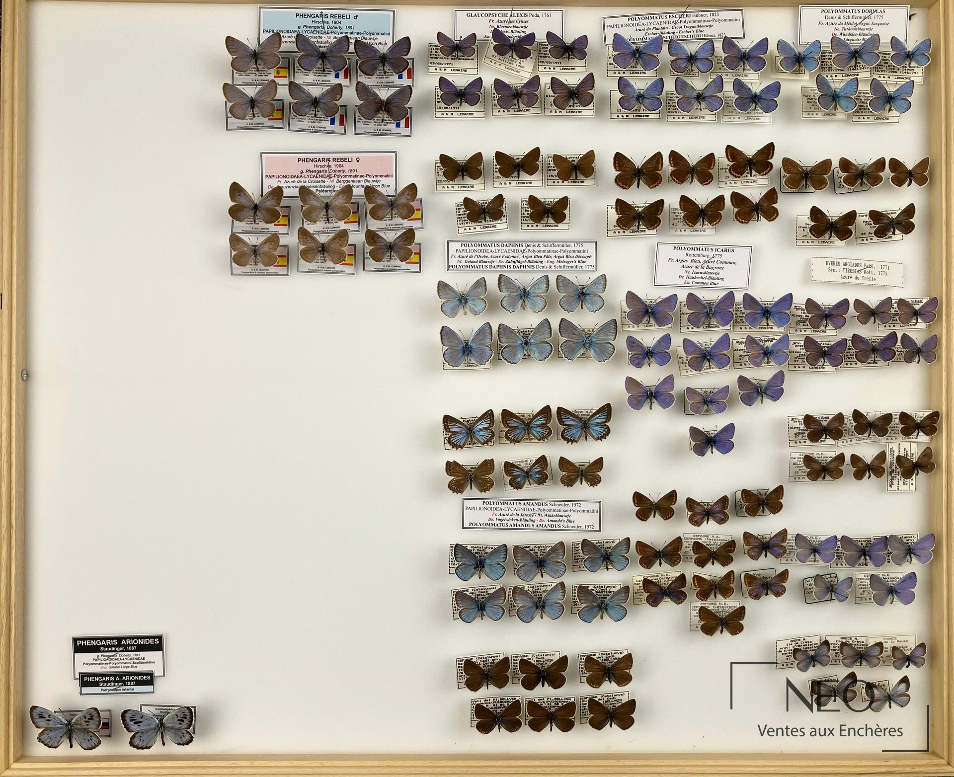 Vue d'ensemble d'une boîte entomologique avec plusieurs papillons naturalisés et étiquettes.