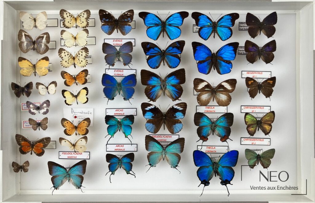 Boîte entomologique de papillons bleus et bruns sur fond blanc