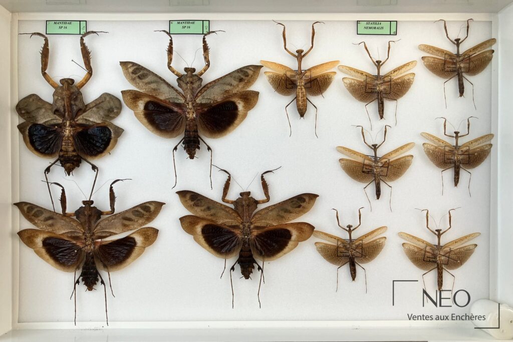 Boîte entomologique avec plusieurs mantes et phasmes naturalisés sur fond blanc.