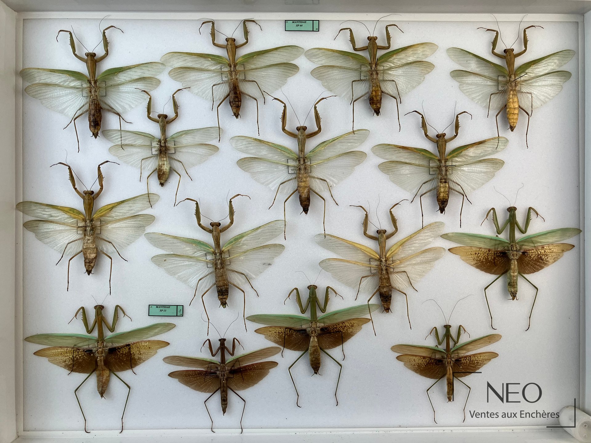 Boîte entomologique présentant plusieurs Mantodea exotiques montés sur fond blanc.