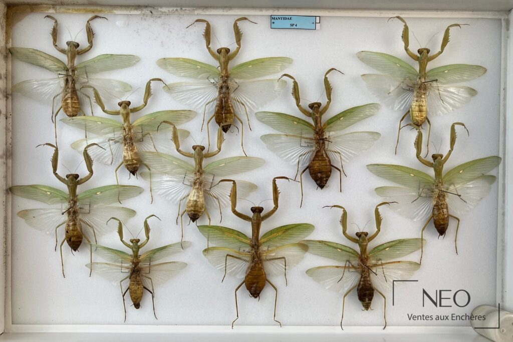 Boîte entomologique avec plusieurs mantodes exotiques montées sur fond blanc