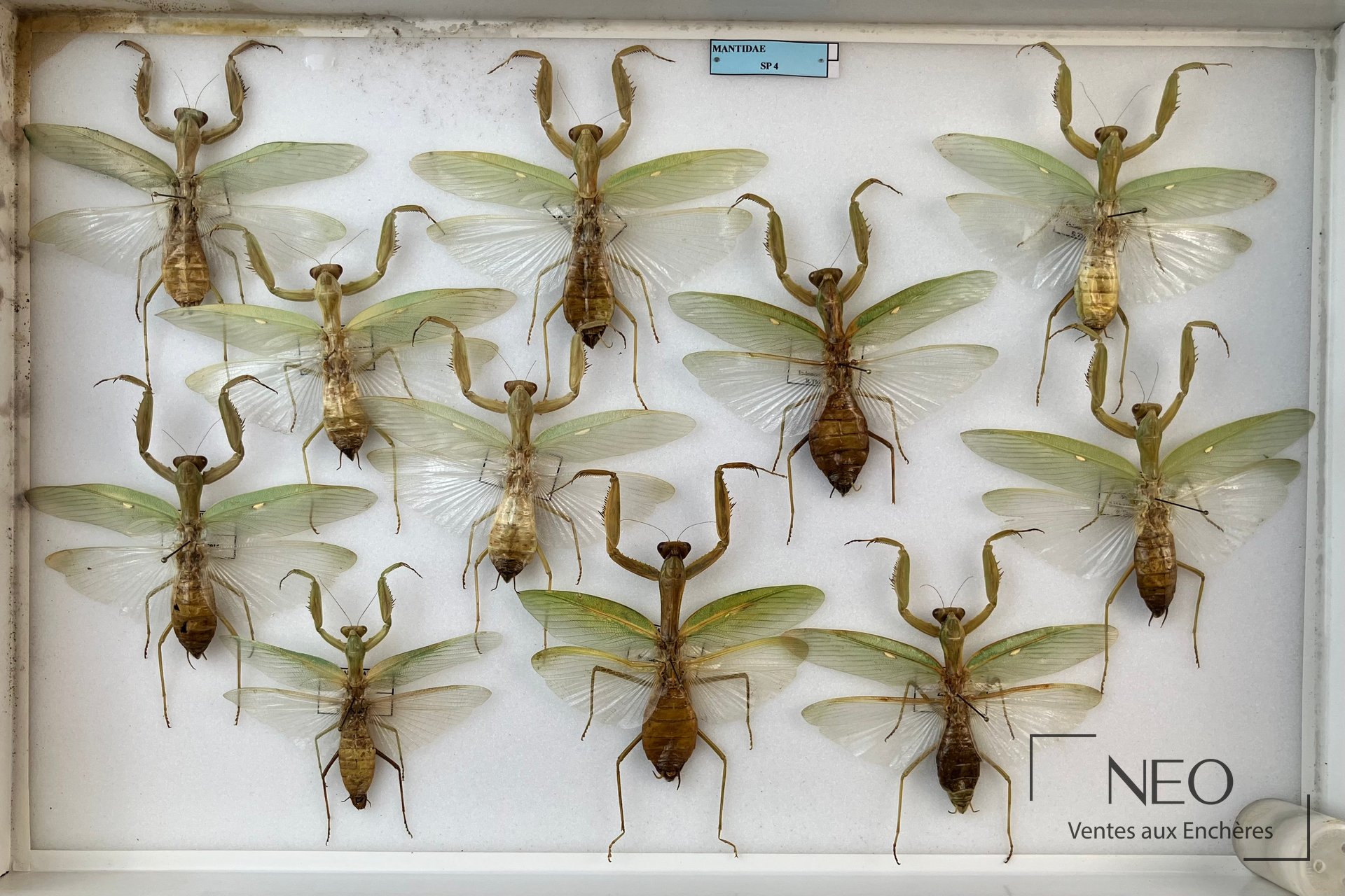 Boîte entomologique avec plusieurs mantodes exotiques montées sur fond blanc