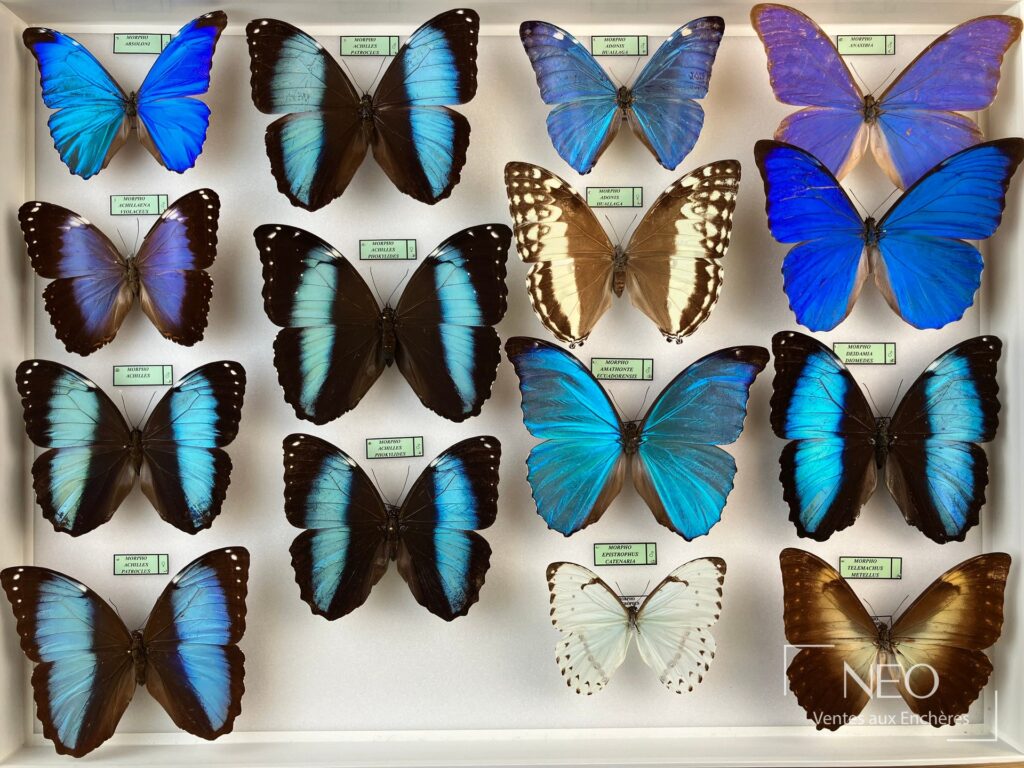 Boîte de papillons naturalisés avec grands morphos bleus et étiquettes d'identification