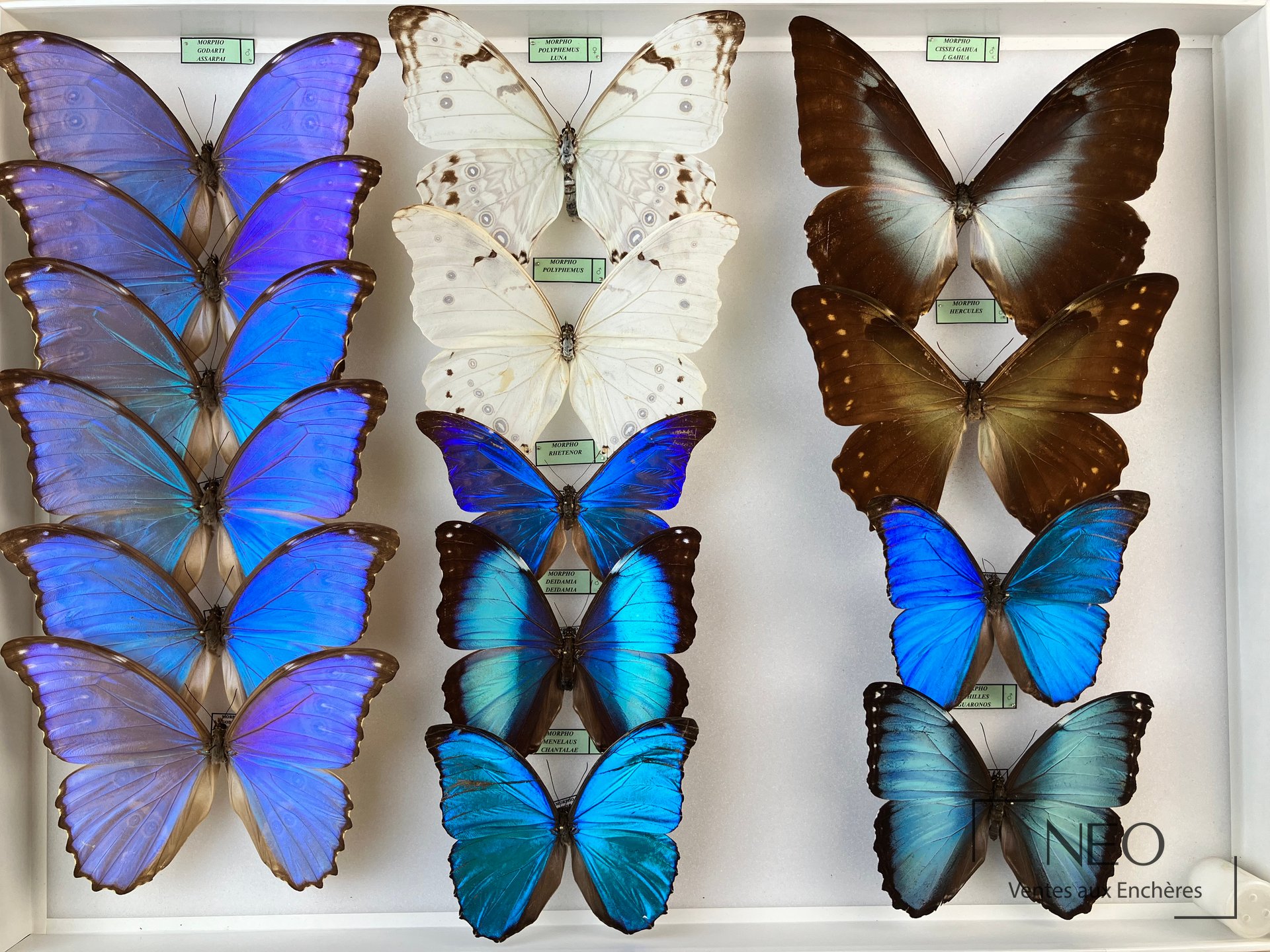 Deux boîtes de papillons Morpho, dont godarti assarpai et telemachus exsusarion
