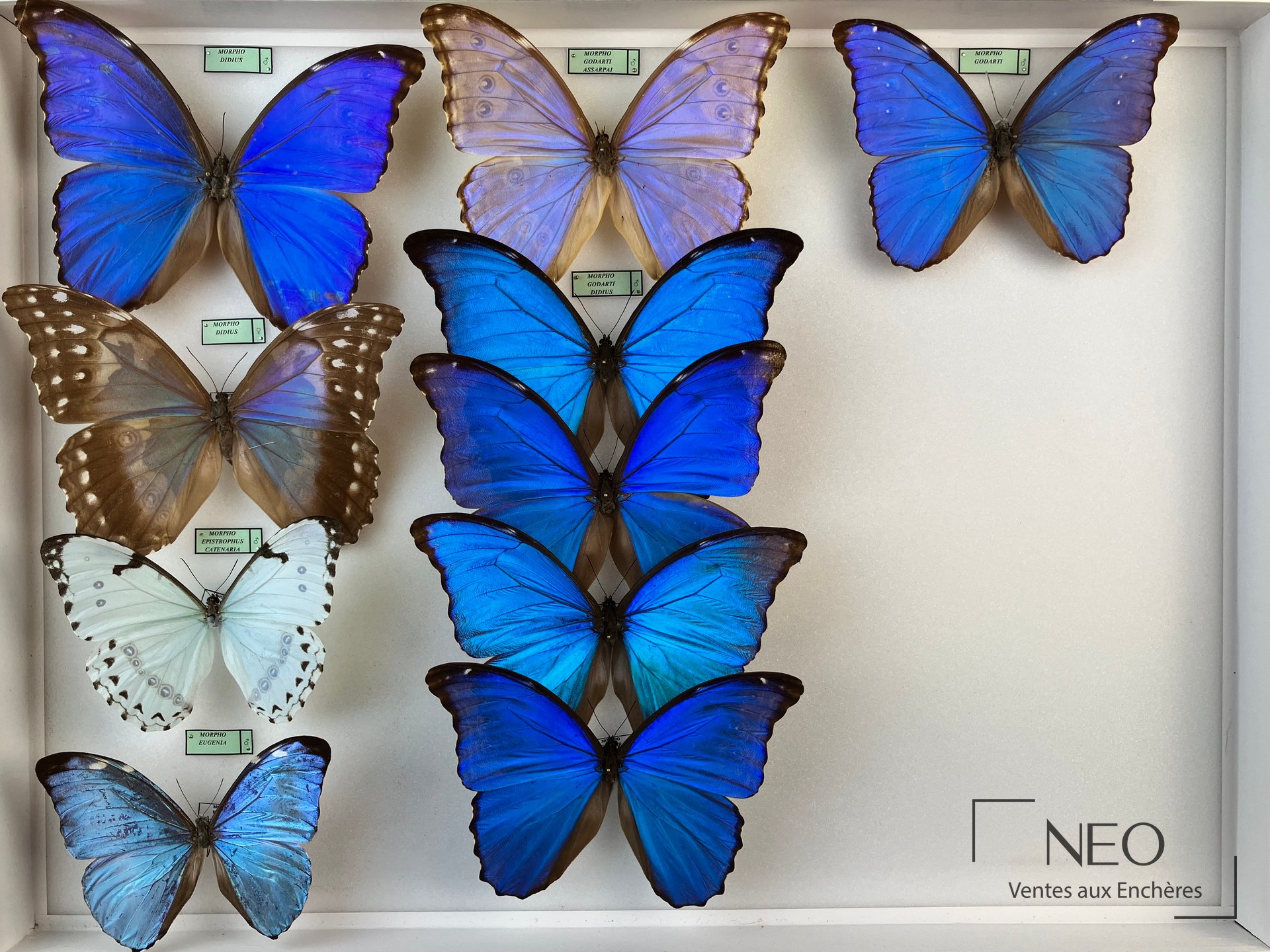 Morpho dont godarti didius et autres papillons, deux boîtes entomologiques