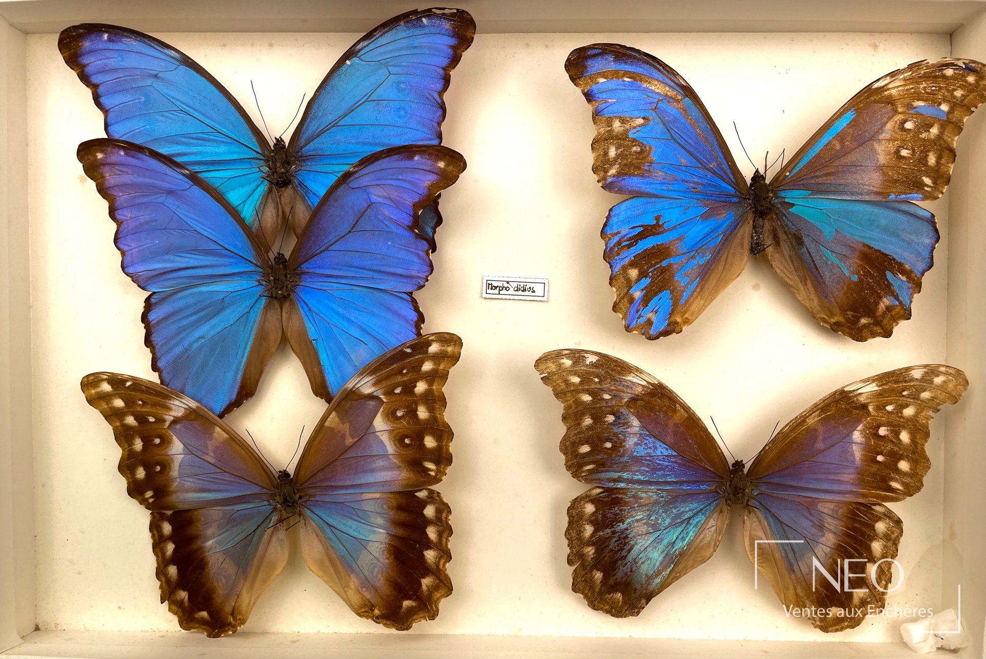 Boîte entomologique contenant quatre grands papillons bleus et bruns disposés en vue de face