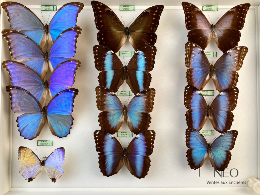 Boîte de papillons Morpho montrant plusieurs spécimens bleus et bruns avec étiquettes scientifiques