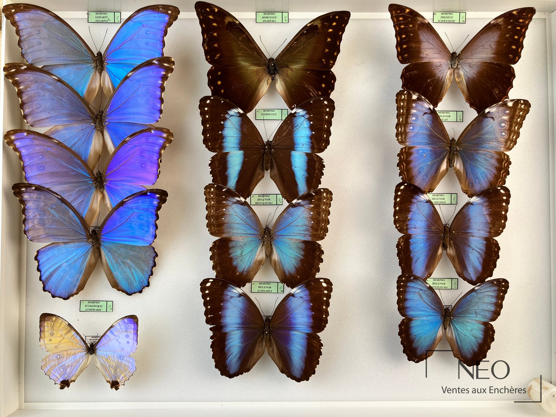 Morpho dont godarti assarpai et helenor ssp, deux boîtes de papillons
